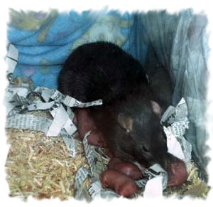 Осложения при беременности и родах у крыс