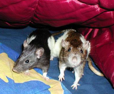 Фотографии моих крыс, сделанные на первой одесской встрече - Фото №10