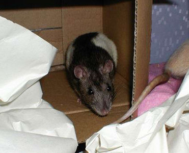 Фотографии моих крыс, сделанные на первой одесской встрече - Фото №11