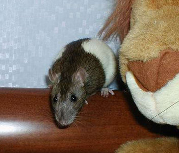 Фотографии моих крыс, сделанные на первой одесской встрече - Фото №13