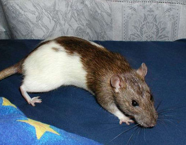 Фотографии моих крыс, сделанные на первой одесской встрече - Фото №15