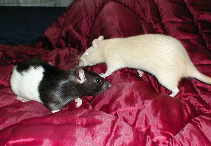 Фотографии моих крыс, сделанные на первой одесской встрече - Фото №16