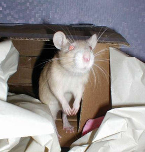 Фотографии моих крыс, сделанные на первой одесской встрече - Фото №17