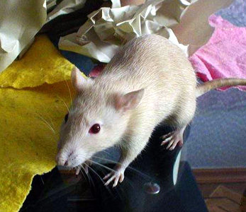 Фотографии моих крыс, сделанные на первой одесской встрече - Фото №18