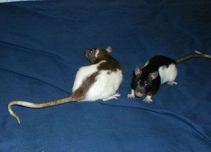 Фотографии моих крыс, сделанные на первой одесской встрече - Фото №2
