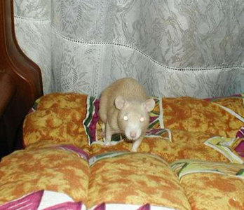Фотографии моих крыс, сделанные на первой одесской встрече - Фото №21