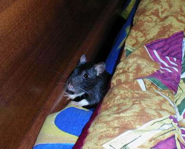 Фотографии моих крыс, сделанные на первой одесской встрече - Фото №22