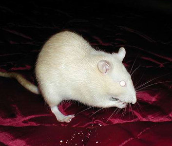 Фотографии моих крыс, сделанные на первой одесской встрече - Фото №25