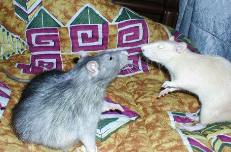 Фотографии моих крыс, сделанные на первой одесской встрече - Фото №3