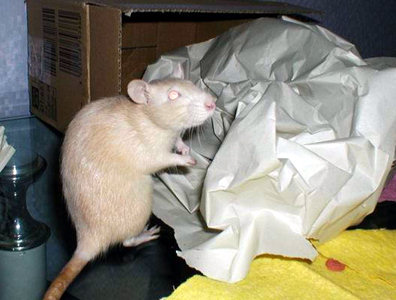 Фотографии моих крыс, сделанные на первой одесской встрече - Фото №5