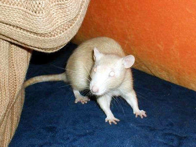 Фотографии моих крыс, сделанные на первой одесской встрече - Фото №6