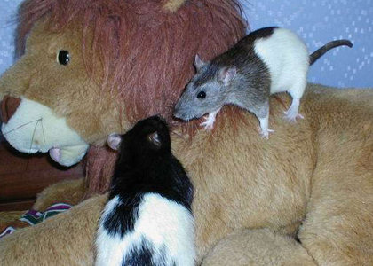 Фотографии моих крыс, сделанные на первой одесской встрече - Фото №7