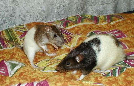 Фотографии моих крыс, сделанные на первой одесской встрече - Фото №8