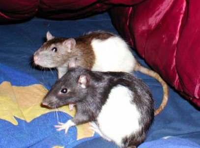 Фотографии моих крыс, сделанные на первой одесской встрече - Фото №9