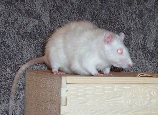 Фотогаллерея крысы Фуни