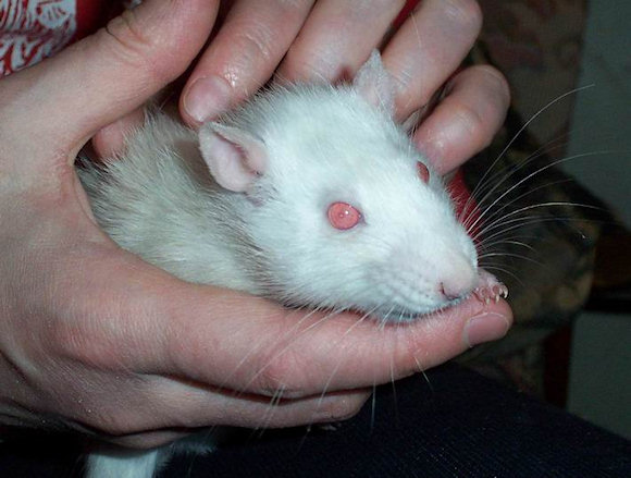 Фотогаллерея крысы Фуни - Фото №4