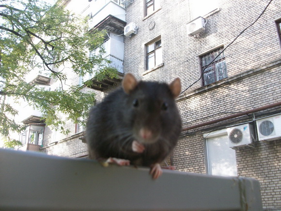 Наши забавные крысы - Фото №8