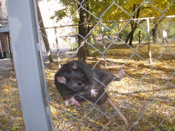 Наши забавные крысы - Фото №11