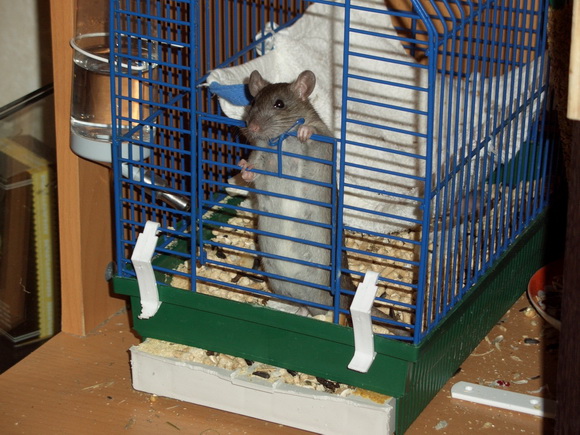Наши забавные крысы - Фото №16