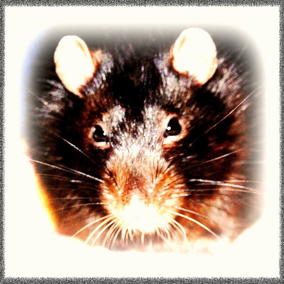 Наши забавные крысы - Фото №22