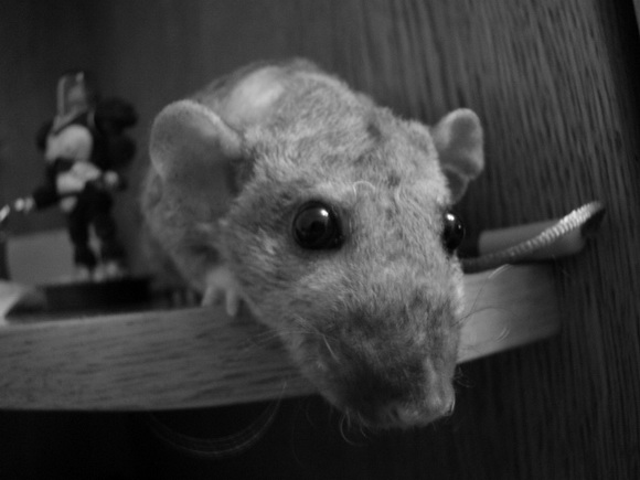 Наши забавные крысы - Фото №29