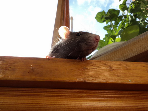 Наши забавные крысы - Фото №32