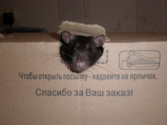 Наши забавные крысы - Фото №35