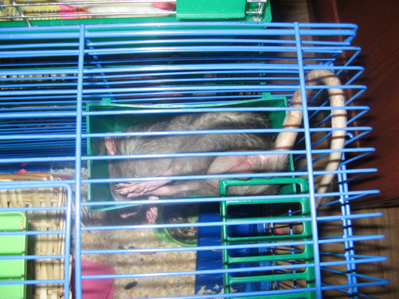 Наши забавные крысы - Фото №37
