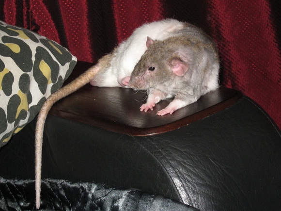 Наши забавные крысы - Фото №38