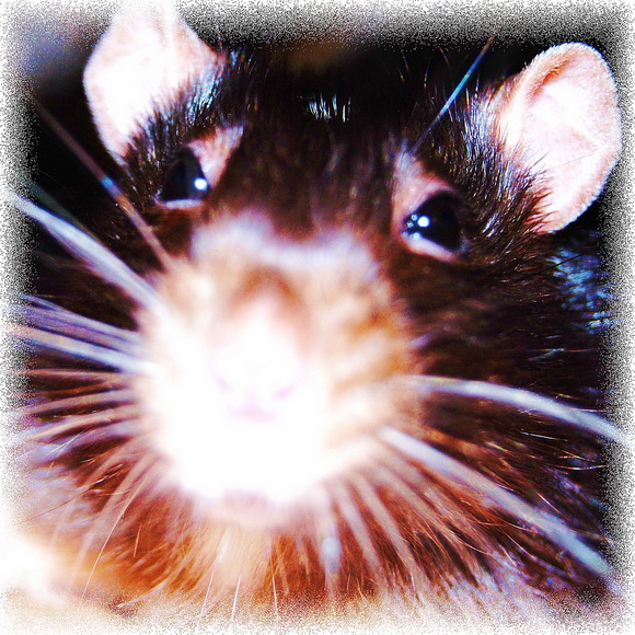 Наши забавные крысы - Фото №50