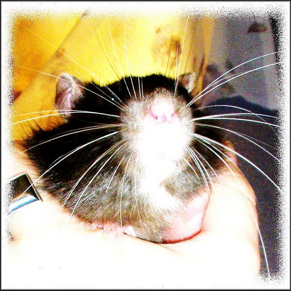Крыски - милые создания - Фото №24