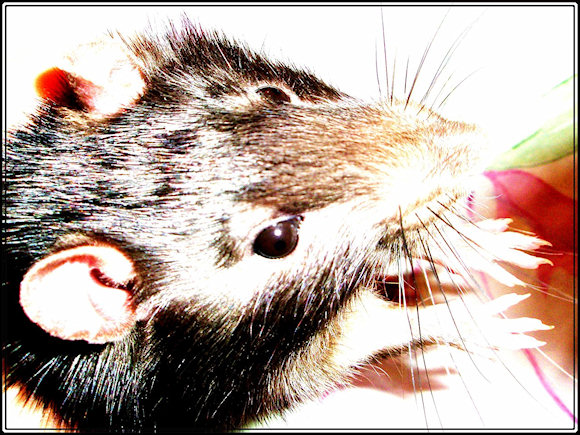 Крыски - милые создания - Фото №29