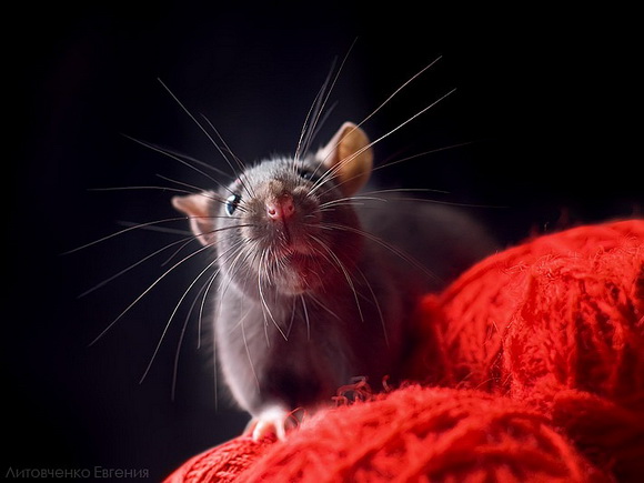 Семейство крысиных - Фото №2