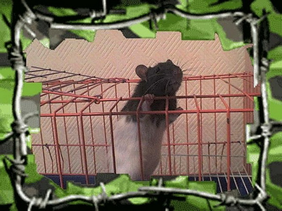 Семейство крысиных - Фото №20