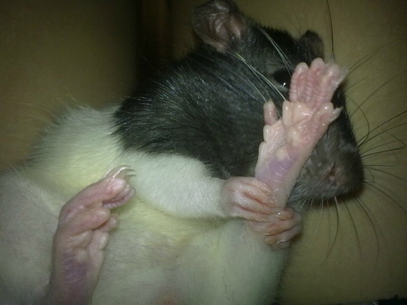 Семейство крысиных - Фото №23