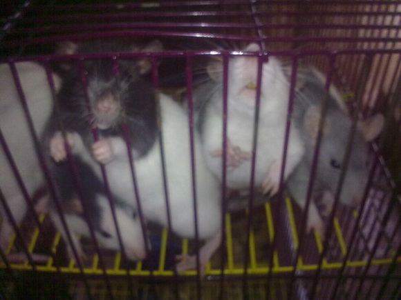 Семейство крысиных - Фото №37