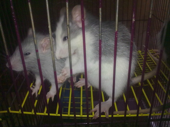 Семейство крысиных - Фото №38