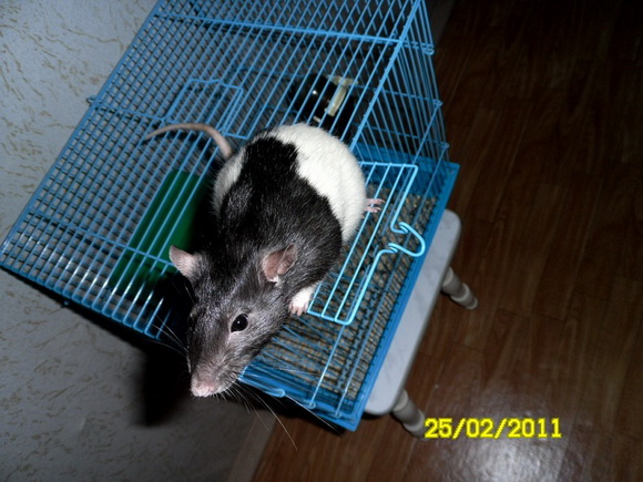 Семейство крысиных - Фото №41