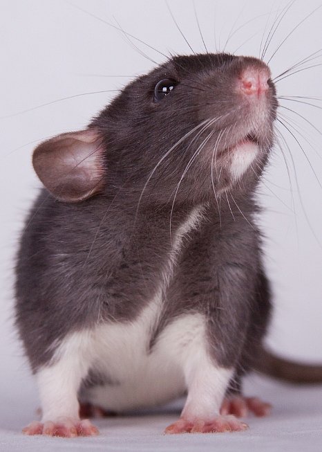 Такие разные крысы - Фото №15