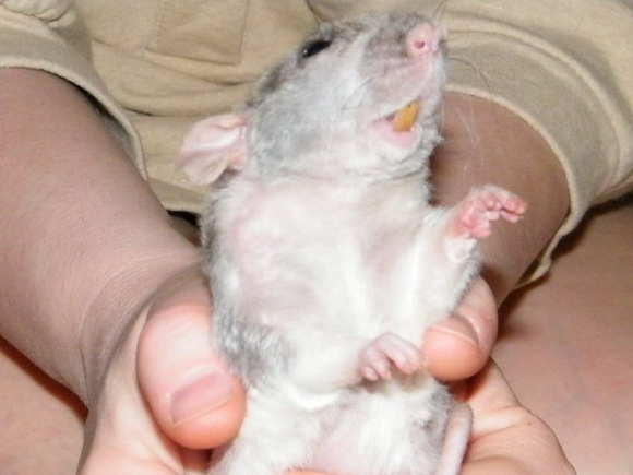 Такие разные крысы - Фото №24
