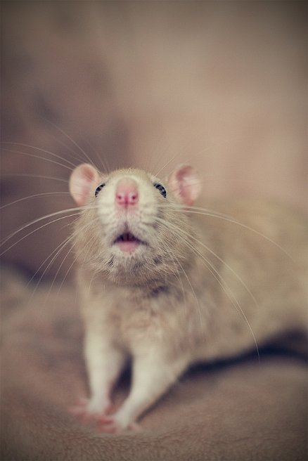 Такие разные крысы - Фото №39