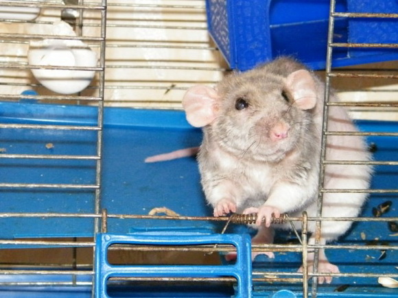 Такие разные крысы - Фото №43