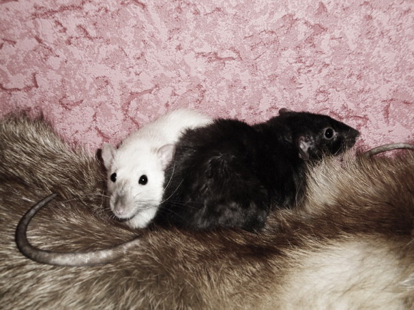 Такие разные крысы - Фото №50