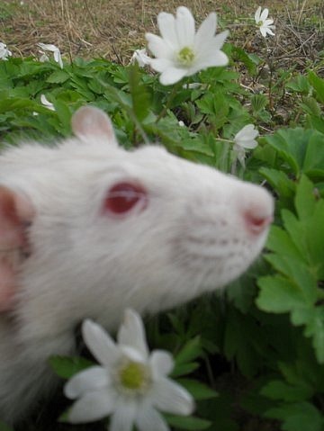 Самые красивые крысы - Фото №3