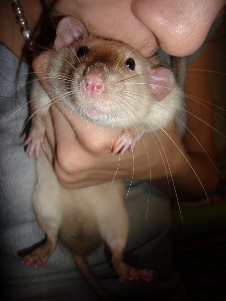 Самые красивые крысы - Фото №8