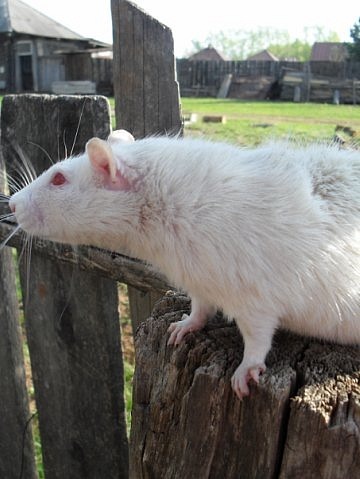 Самые красивые крысы - Фото №9