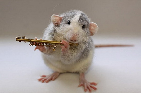 Самые красивые крысы - Фото №10