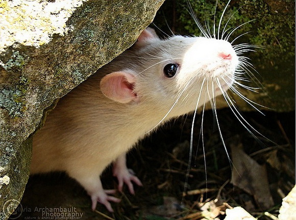 Самые красивые крысы - Фото №11