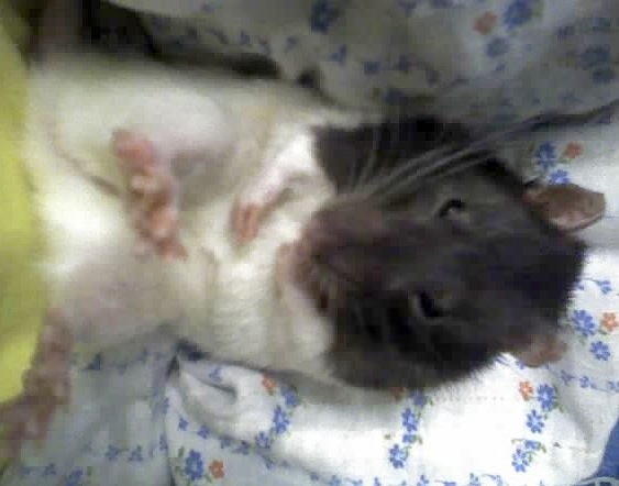 Самые красивые крысы - Фото №13