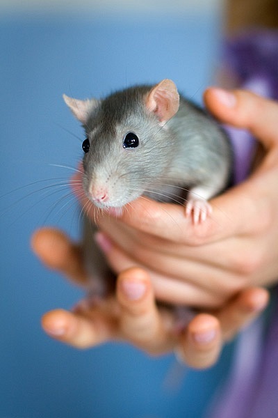 Самые красивые крысы - Фото №16